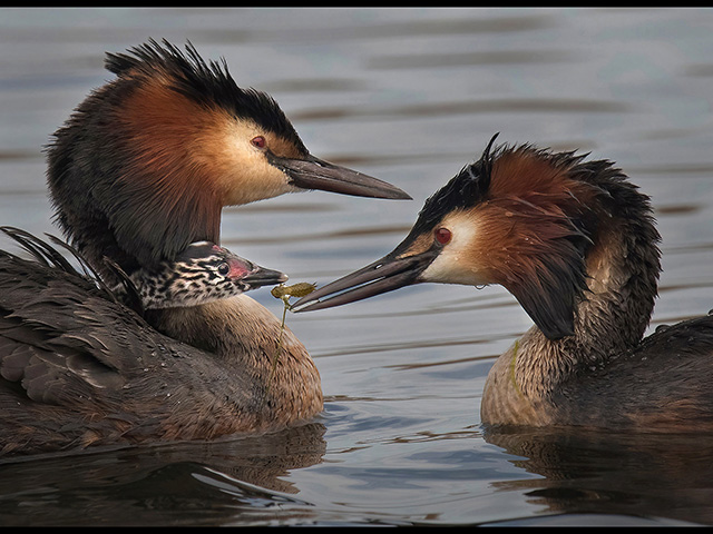 Great-Crested-Grebe-giving-larva-to-chick.jpg